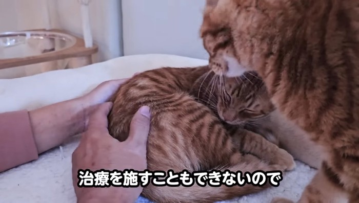 先輩猫さん