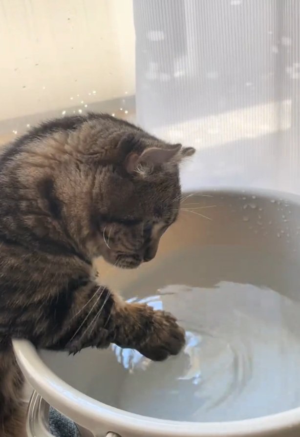 水を触る猫