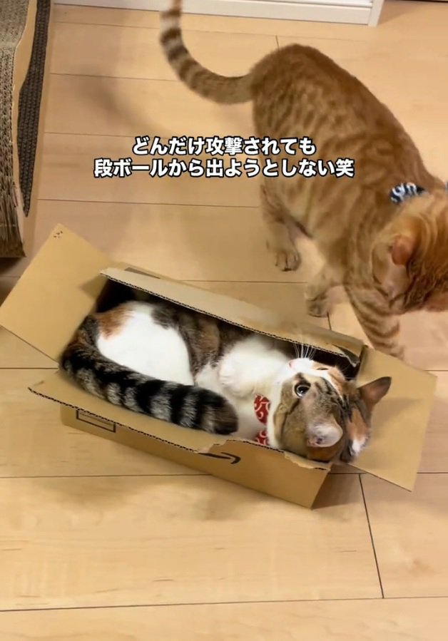 見合う2匹の猫