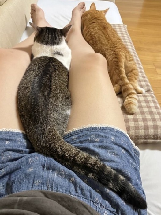 帰省した娘の足をはさんで座り込む猫2匹