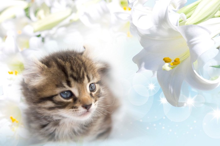 ゆりの花と子猫