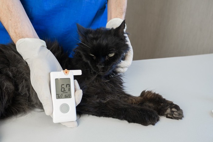 猫の血糖値を測定する獣医師