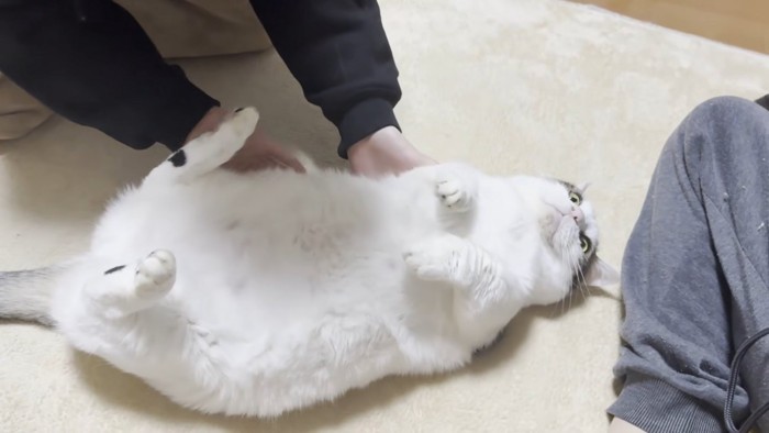 仰向け猫ちゃん（頭が右）