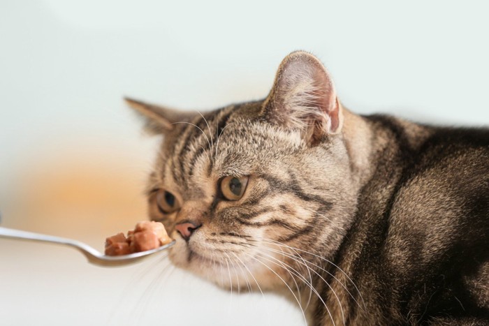 スプーンでおやつを食べる猫