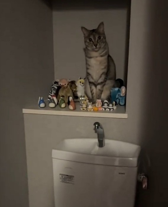 棚に座るルナちゃん