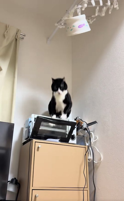 扉が少し開いたトースターの上にいるややブレた猫