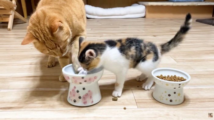 茶トラさんの手を押さえる三毛子猫ちゃん