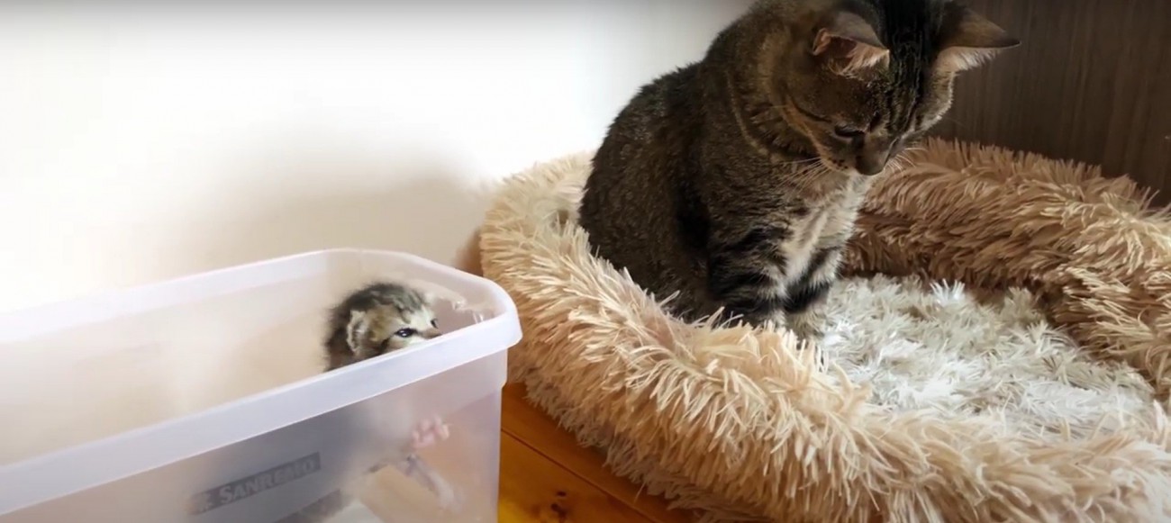 子猫を見守る先住猫