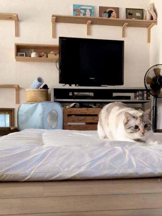 布団の上で伏せをしている猫