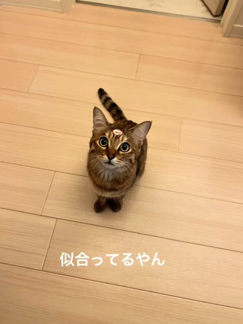 カメラを見上げる猫