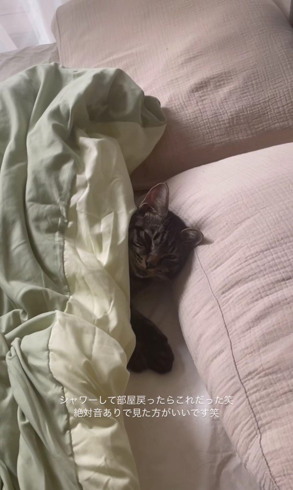 ベッドで寝ている五右衛門くん