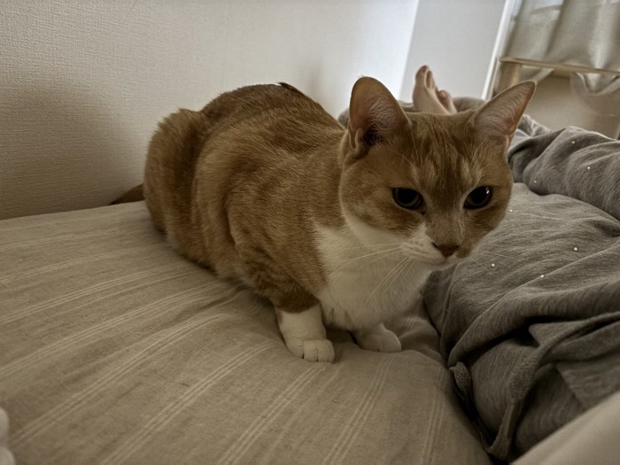 飼い主に寄り添う茶白猫