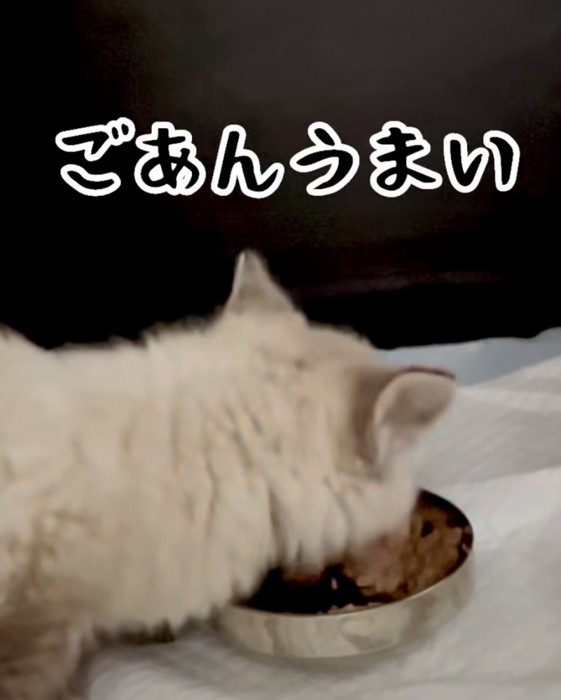 「ごはんうまい」のテロップ写真