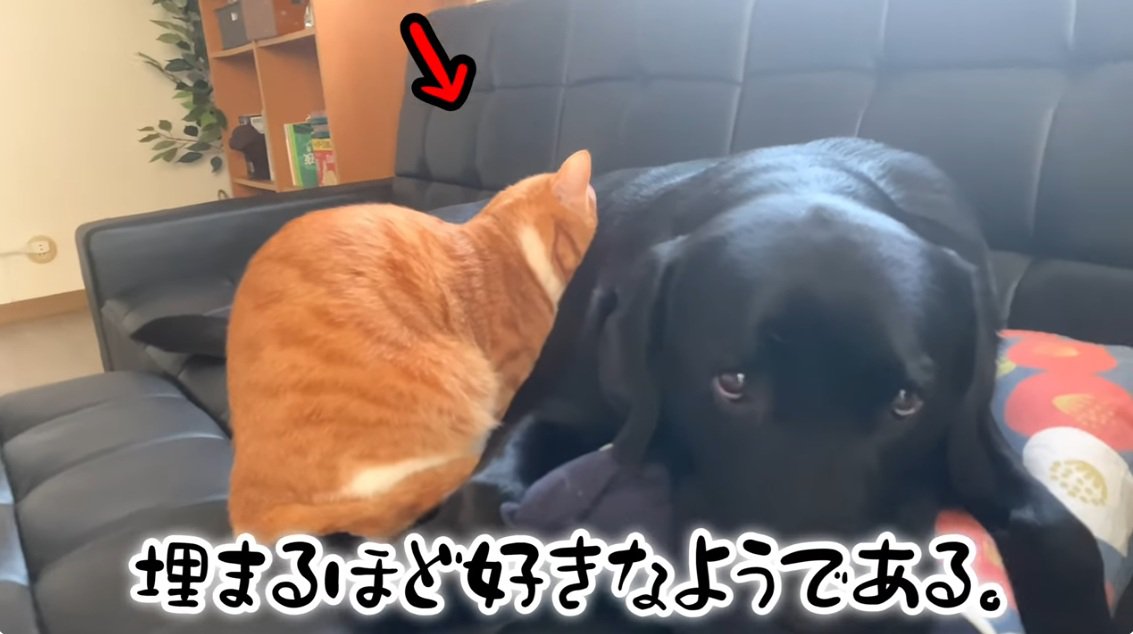 ラブラドールに顔をうずめる茶トラ猫