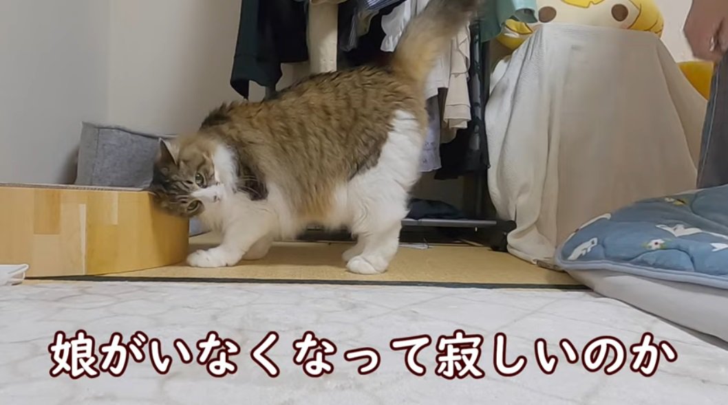 %家具にすりすりするノルウェージャンフォレストキャット