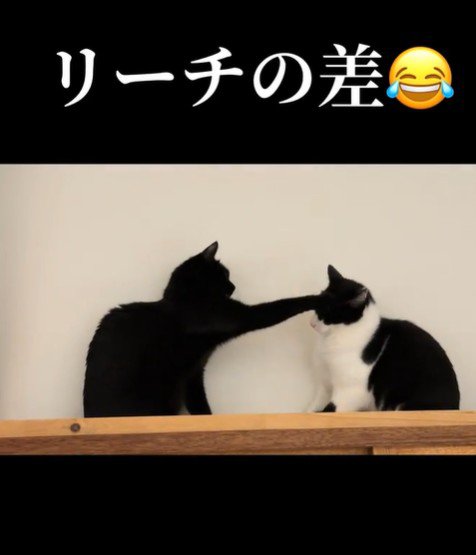 揉めている2匹の猫