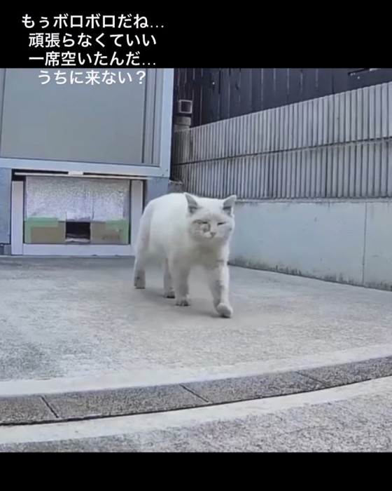歩く猫