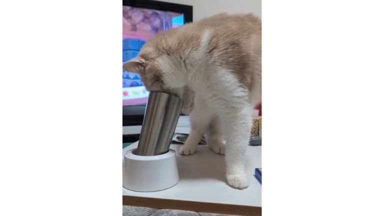 猫とタンブラー