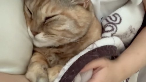 布団の中の猫