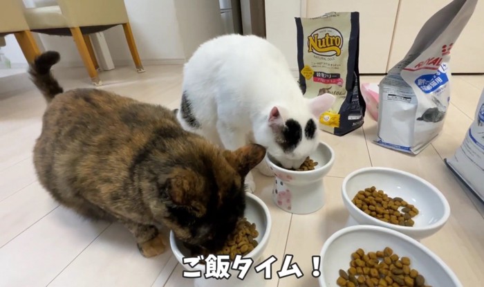 食べる猫たち