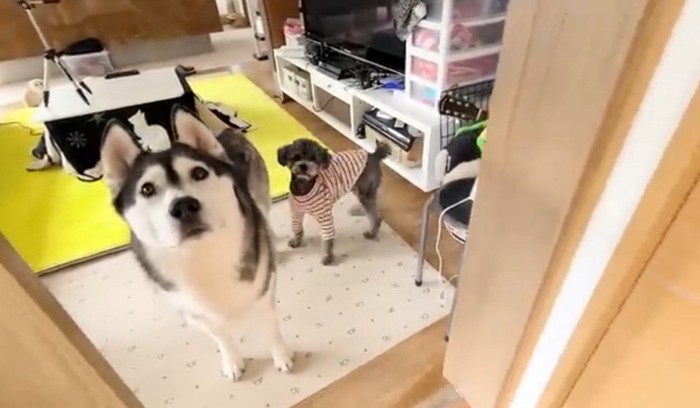 上を見上げるハスキーとトイプードル