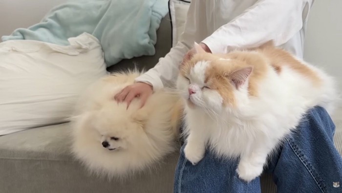 モフって欲しい二匹