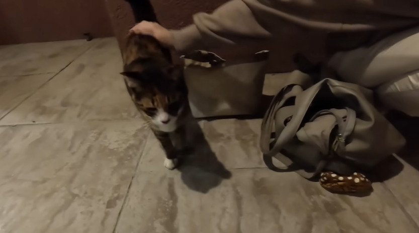 腰を撫でられる猫