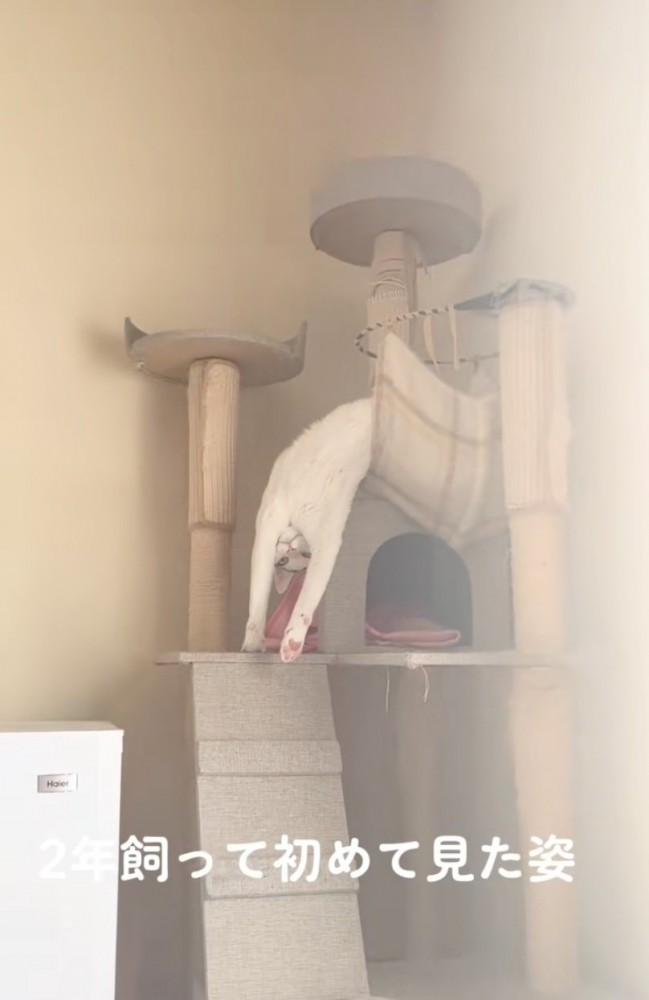 逆さまにくつろぐ猫