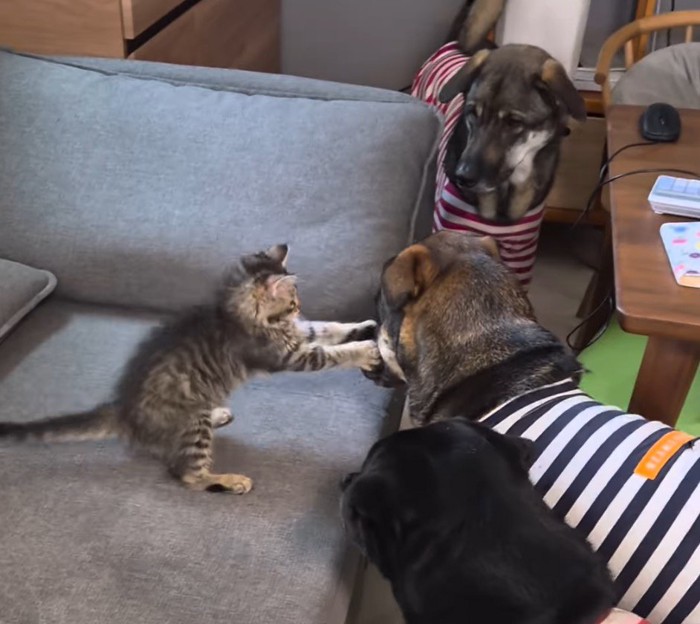 青い服を着た犬の顔を前足で掴む猫