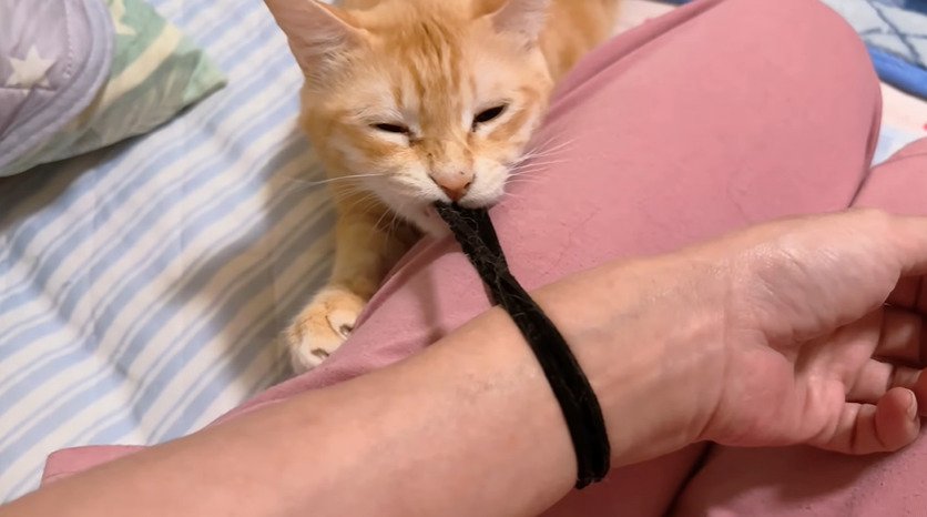 ゴムをひっぱる猫