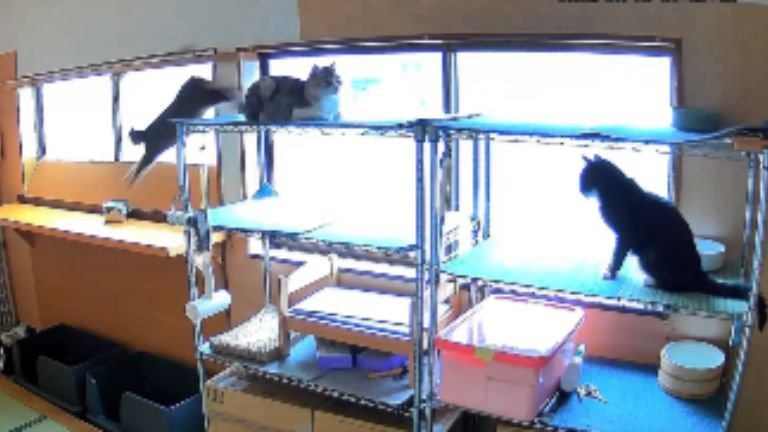 室内にいる猫たち