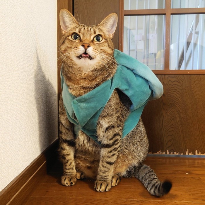 コスプレした猫