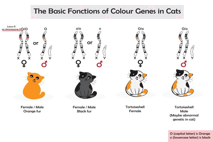 茶・黒・三毛猫の性染色体