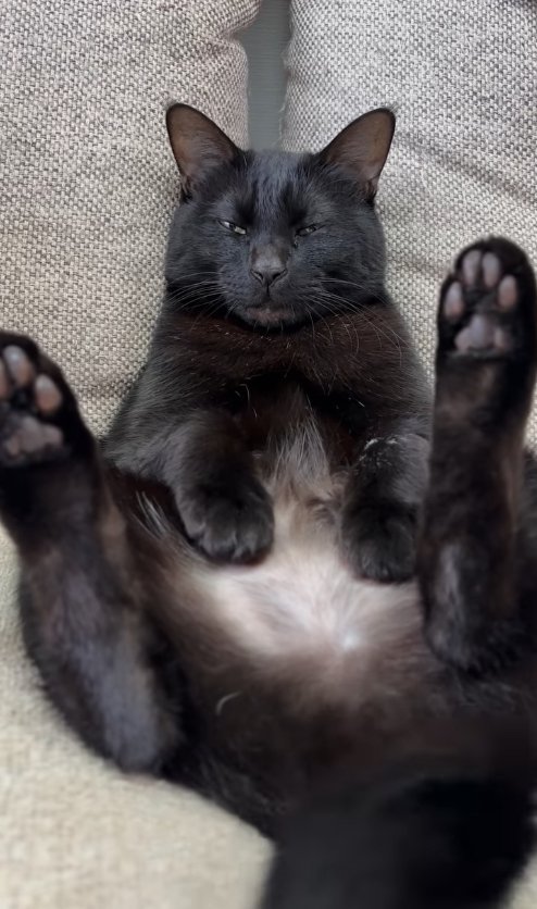 両前足をお腹の上に置いて眠そうにしている黒猫