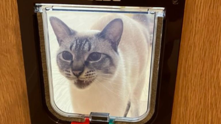 猫ドアの前にいる猫