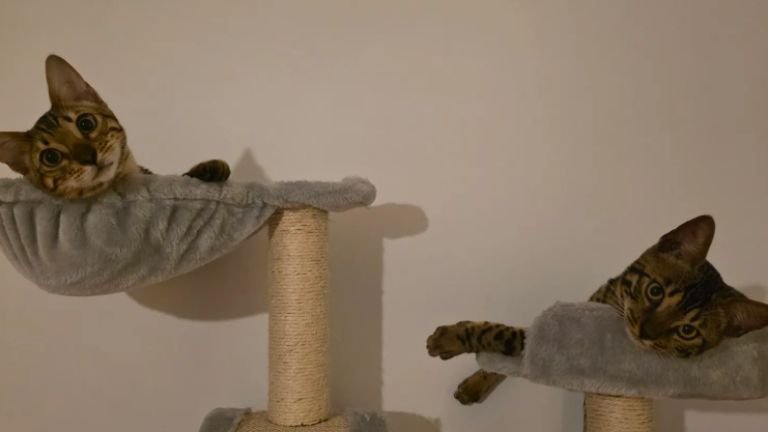 キャットタワーにいる猫