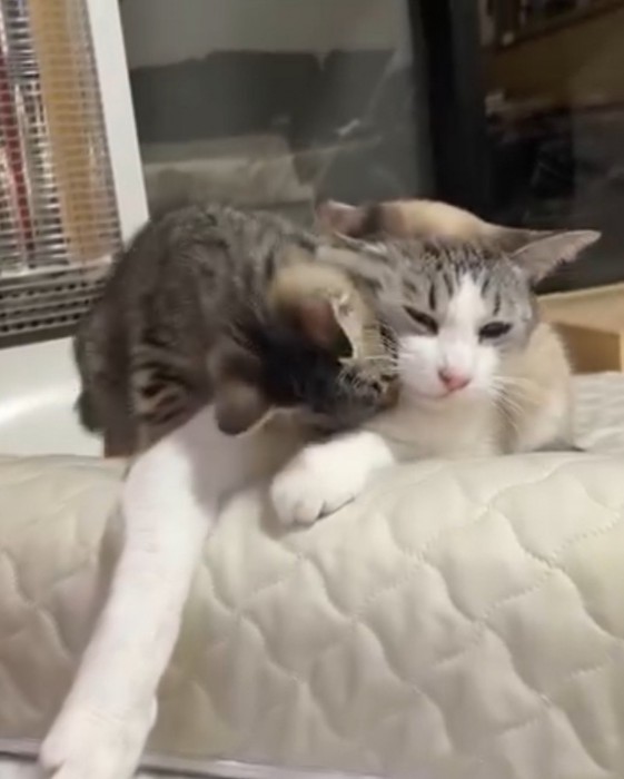 三毛猫にじゃれつくキジトラ柄の子猫