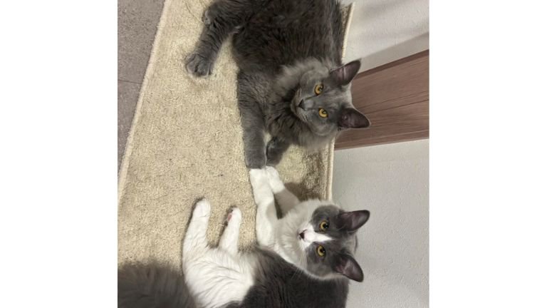 室内にいる猫