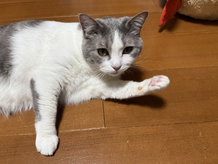 腕を横に向け指し示す猫