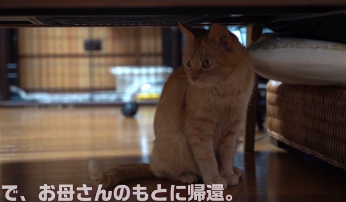 左を見る成猫