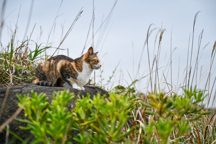 海岸でたたずむ野良猫