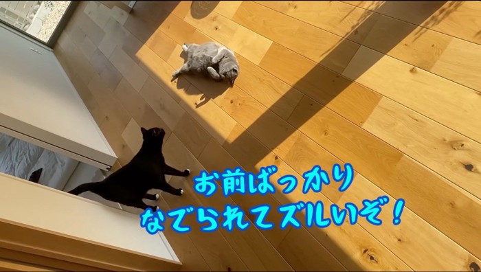 床で寝そべるグレーの猫を見つめる黒猫