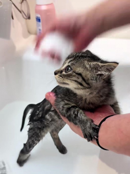 後ろを見る子猫