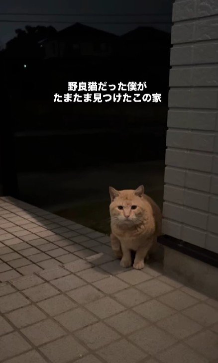 外にいる猫
