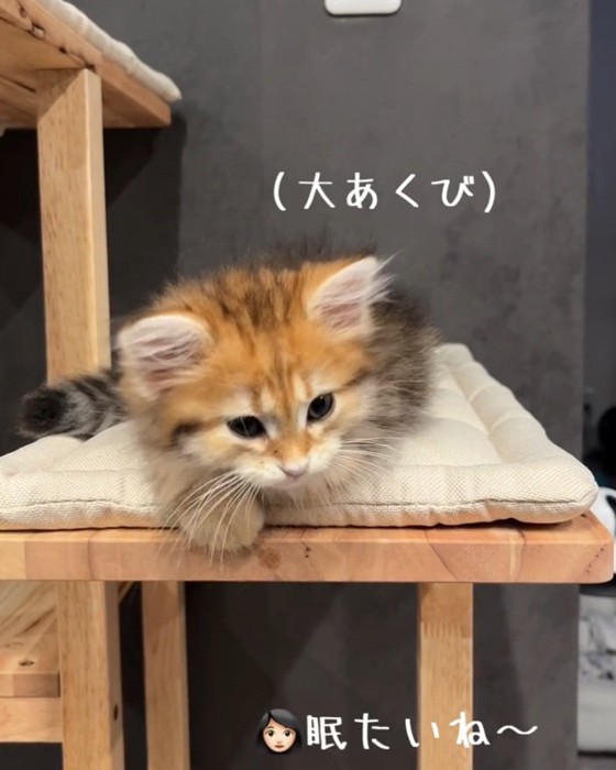 あくびする猫