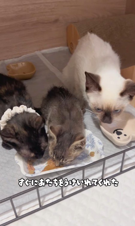 ごはんを食べる3匹の猫