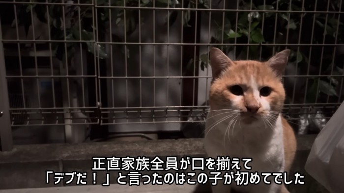 おすわりする猫