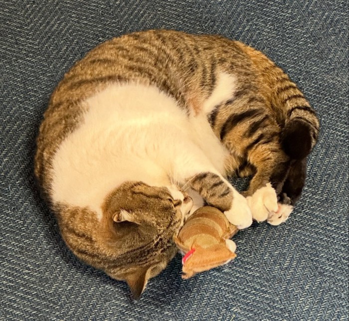 丸まっている猫