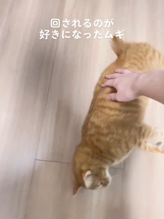 横になる猫