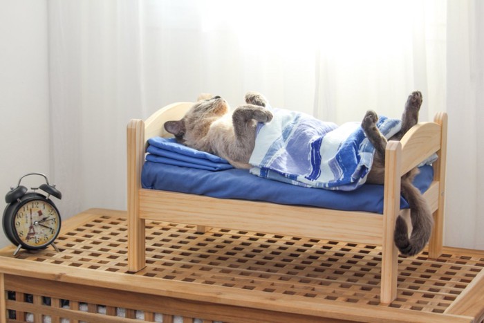 専用ベッドで寝る猫